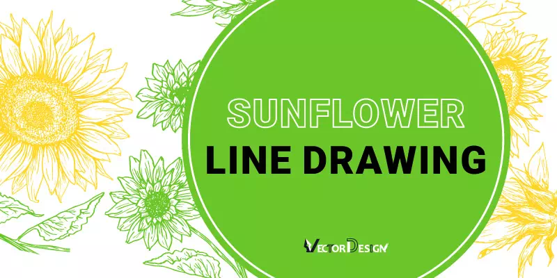 Sunflower-Line-Drawing- written by vector design us, inc.