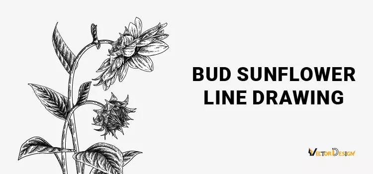 Bud sunflower line drawing