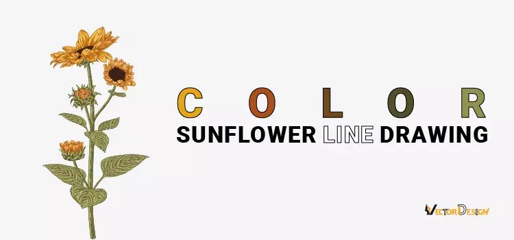 Color sunflower drawing