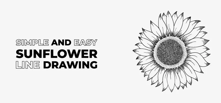 Simple and easy sunflower line drawing- vector design us, inc.