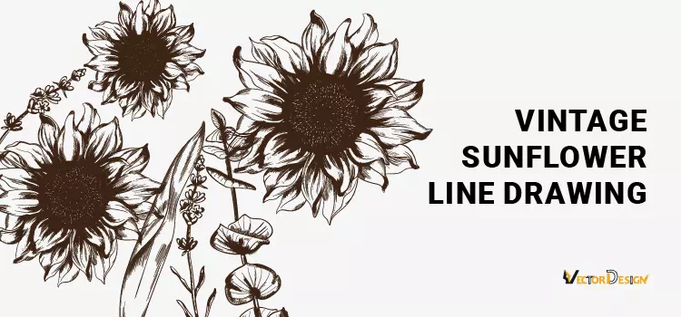 Vintage sunflower line drawing- vector design us, inc.