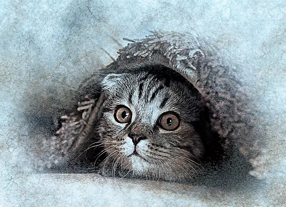 Cat Under a Duvet
