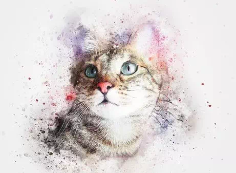 Color Splashing Cat