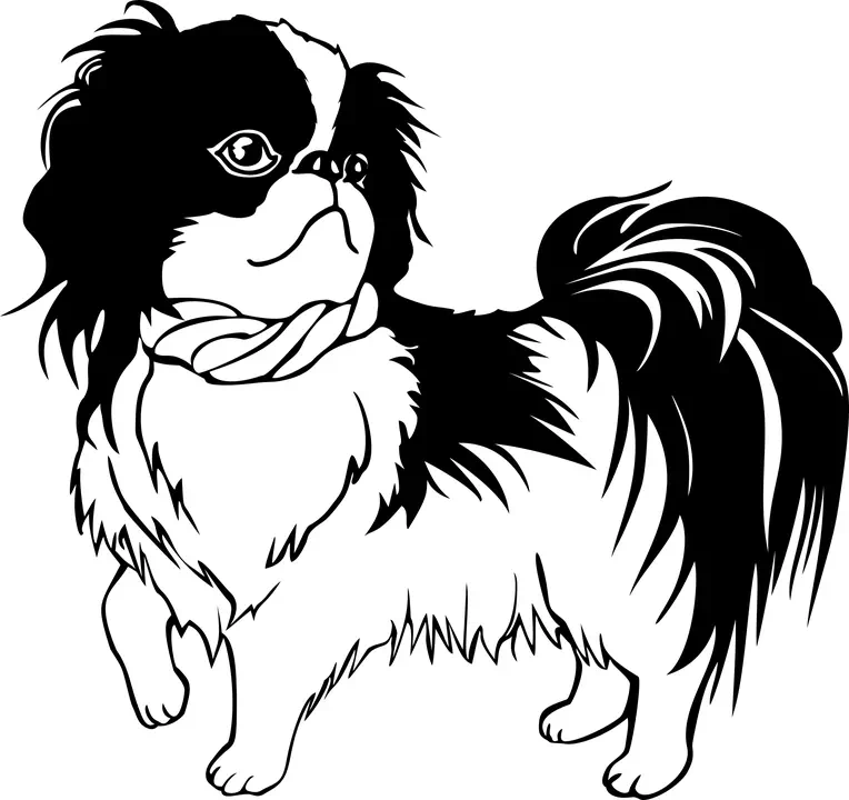 Canine Dog Japanese Chin - Dog artwork