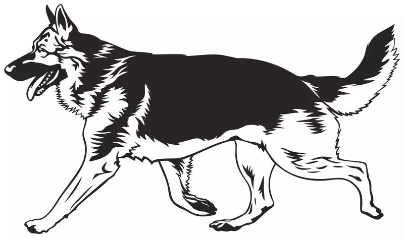 German Shepherd Dog Running - Vector Design US, Inc.