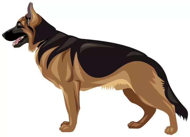 German Shepherd Dog Breed Realistic Color - Dog artwork