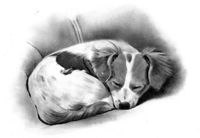 Pencil Drawing of a Sleeping Dog - Dog artwork