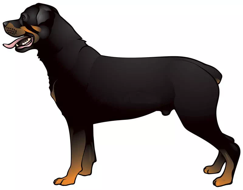 Rottweiler Dog - Vector Design US, Inc.