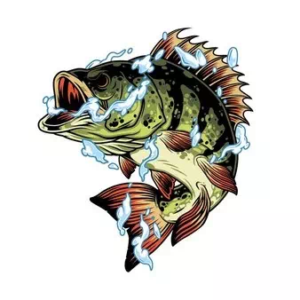 Perch Fish - Vector Design US, Inc.