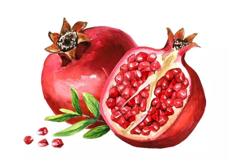 Pomegranate Fruit Vector - Vector Design US, Inc.