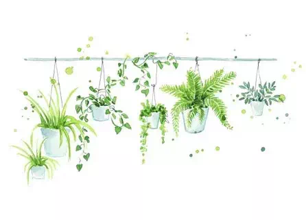 Hanging Herbs - Vector Design US, Inc.