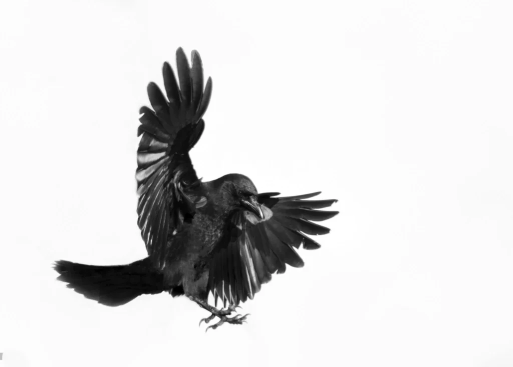 Raven In Flight - Vector Design US, Inc.
