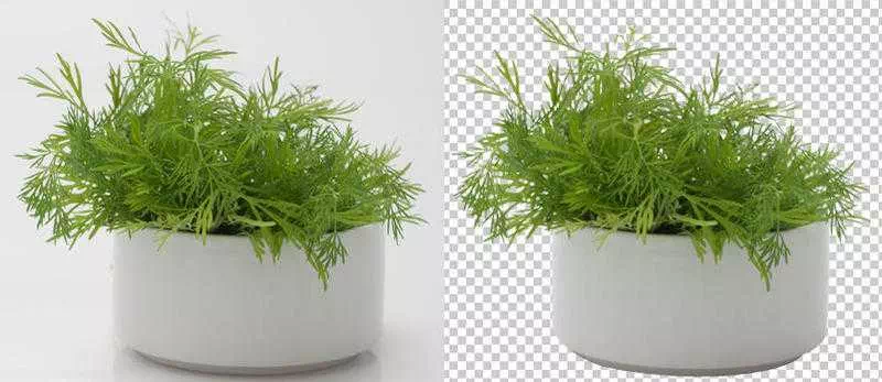 quality of the background removal service