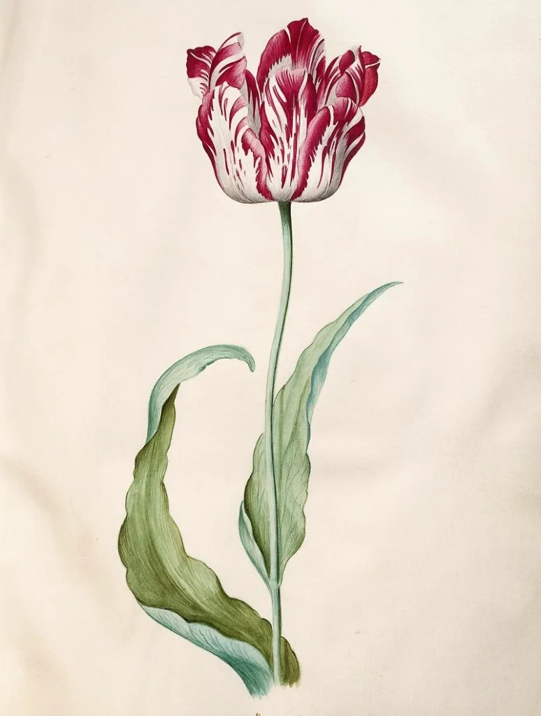 Tulip from Her Tulip Book by Judith Leyster